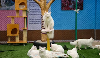 مخصصة للقطط.. فيلا في تركيا تستقطب عشاق الحيوانات الأليفة