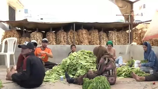 حصاد التبغ لم يتوقف.. مزارعو جنوب لبنان يواجهون القصف بالتمسك بالأرض